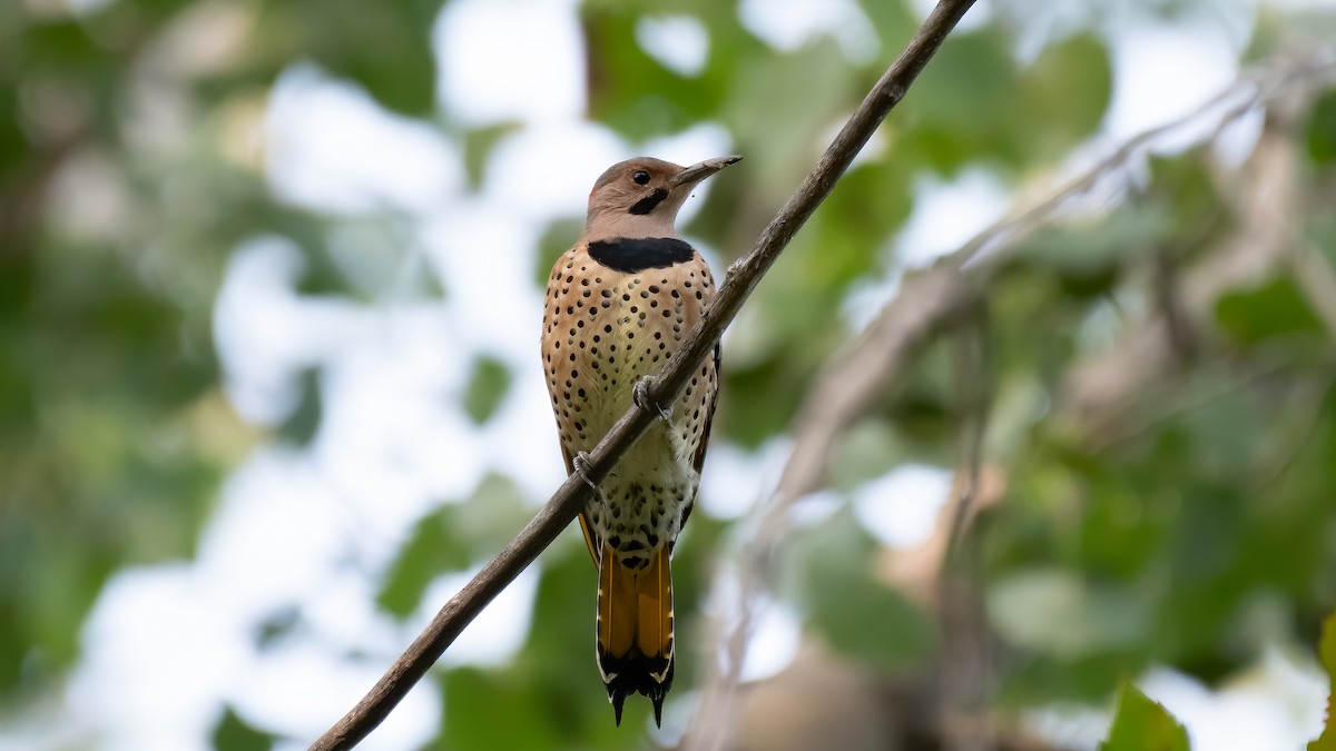 Northern Flicker - Joris Zhou