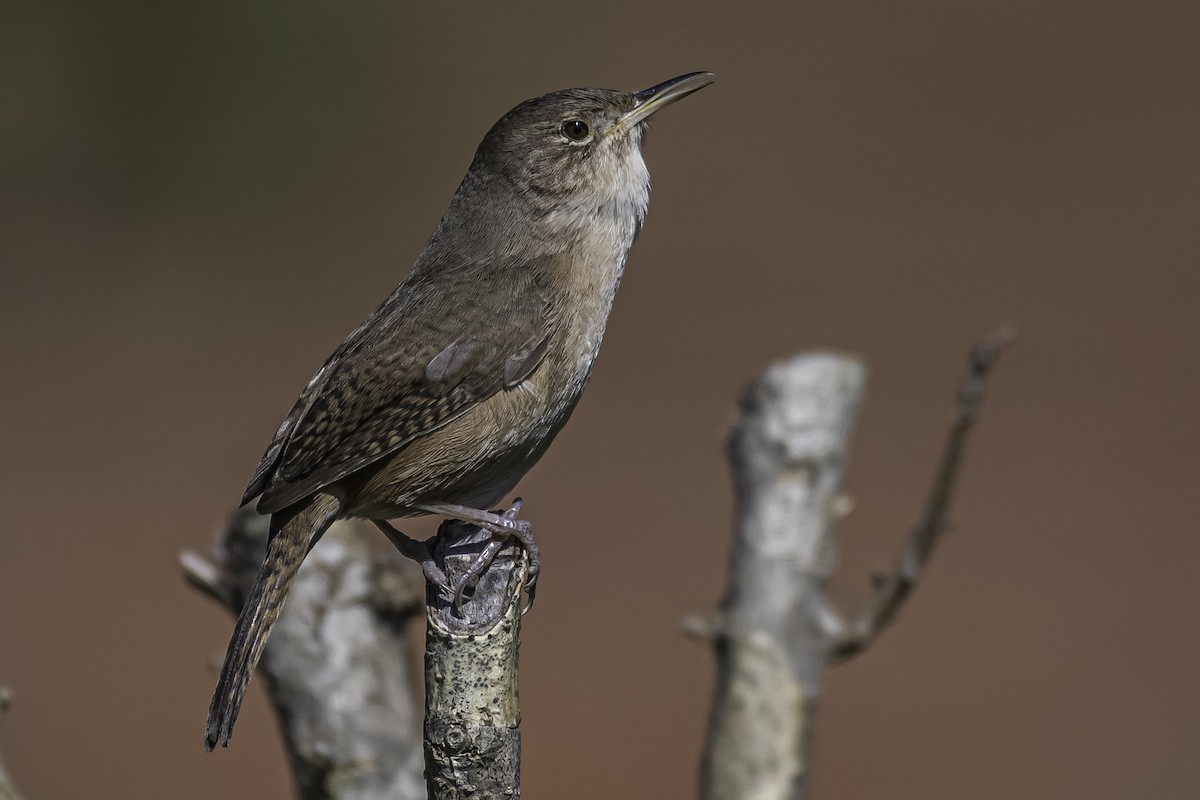 House Wren - ML263290981