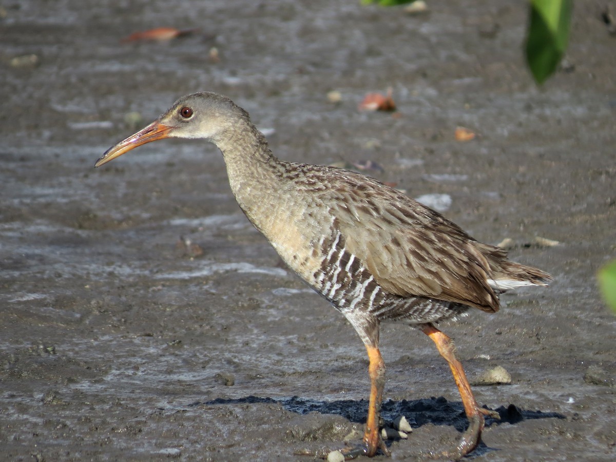 Mangrove Rail - John van Dort
