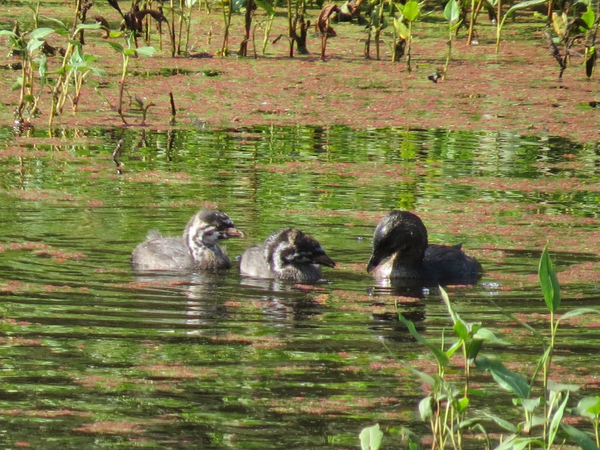 Pied-billed Grebe - ML263293931