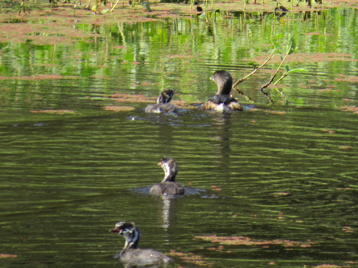 Pied-billed Grebe - ML263293941