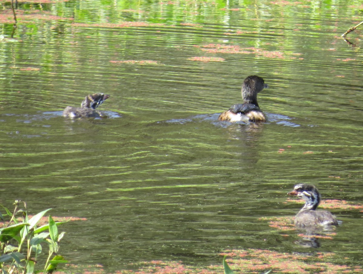 Pied-billed Grebe - ML263293961