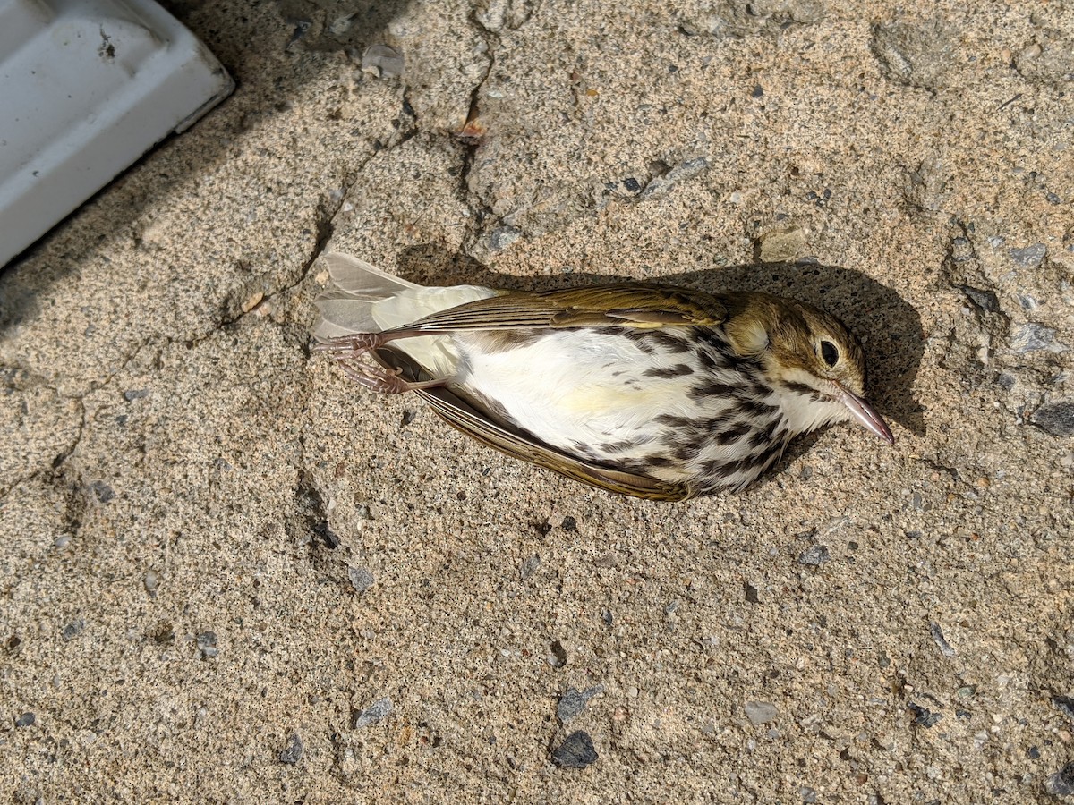 Ovenbird - ML263294001