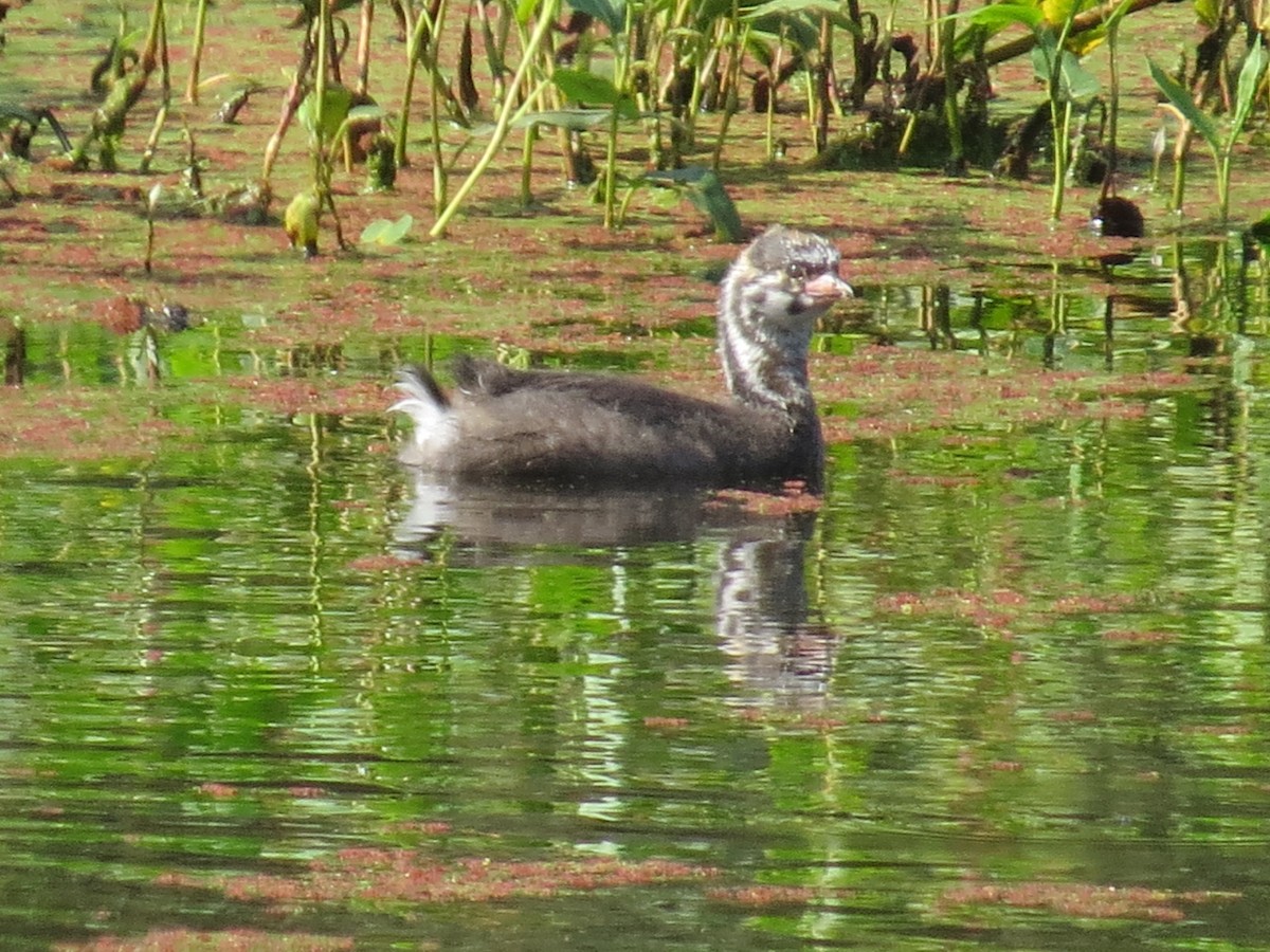 Pied-billed Grebe - Gayle Dangers-Meusel