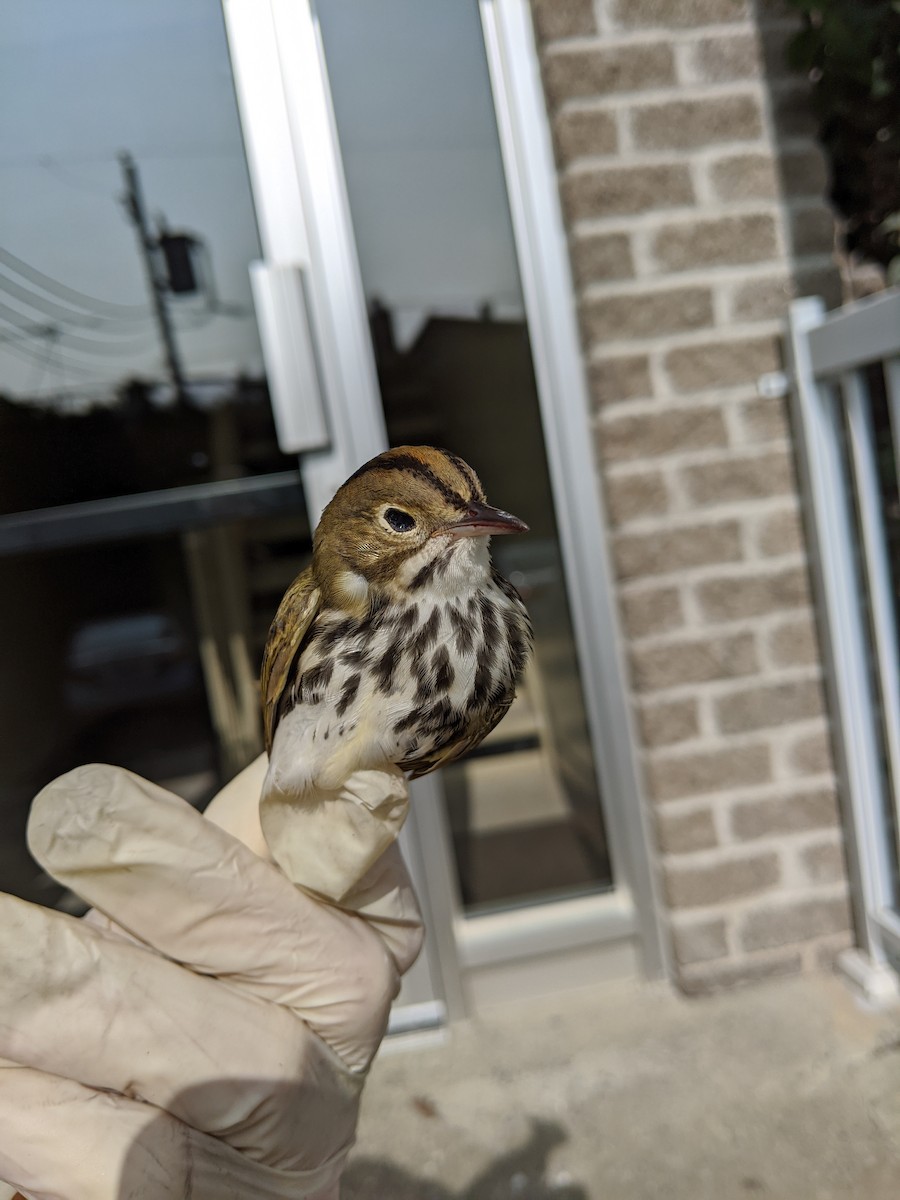 Ovenbird - ML263295691