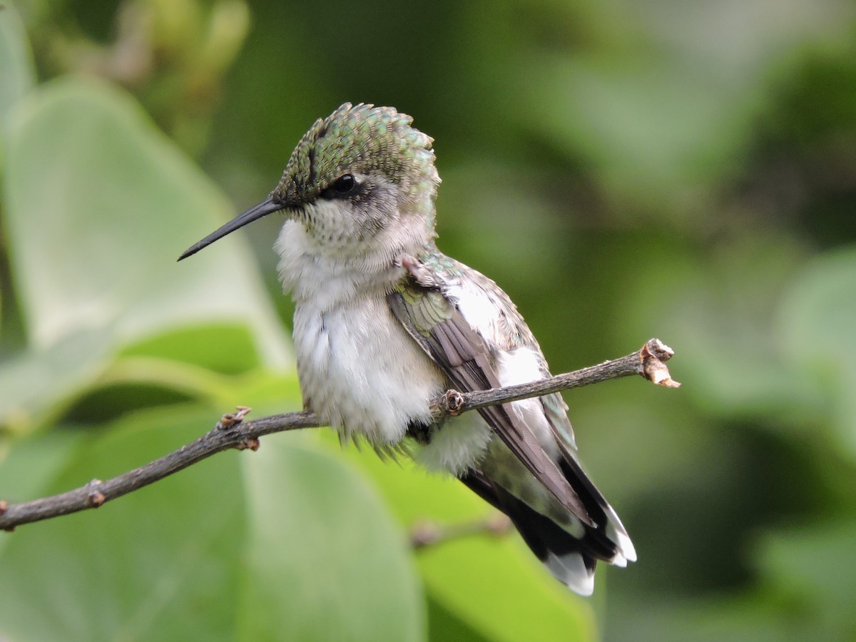 Ruby-throated Hummingbird - Aaron Roberge