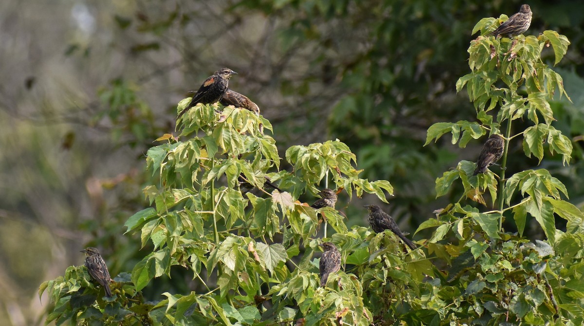 Red-winged Blackbird - ML263295831