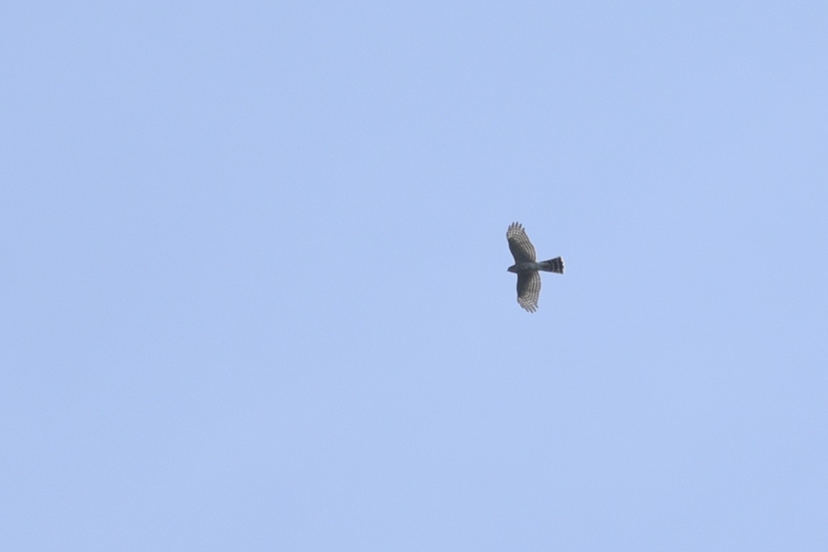 Sharp-shinned Hawk - ML263297521