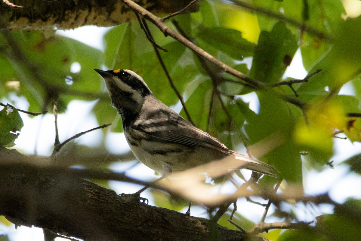 Black-throated Gray Warbler - ML263298311