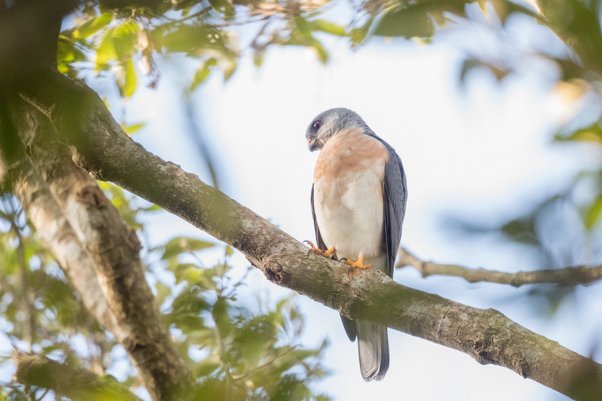 Chinese Sparrowhawk - ML263298381