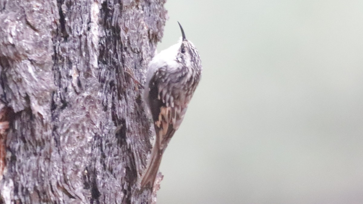 Brown Creeper - ML263298521