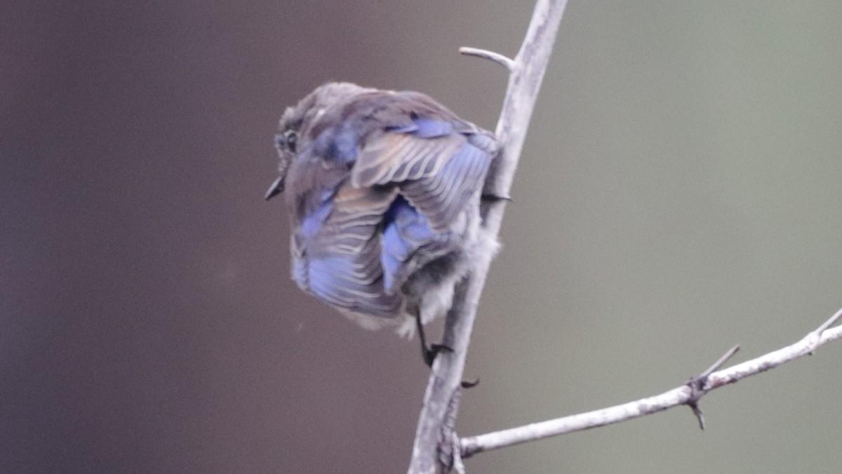 Blaukehl-Hüttensänger - ML263298621