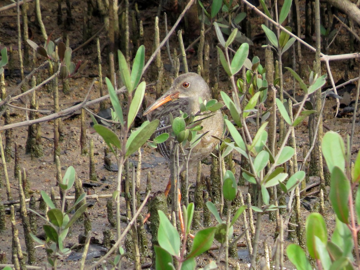 Mangrove Rail (Fonseca) - ML26329871