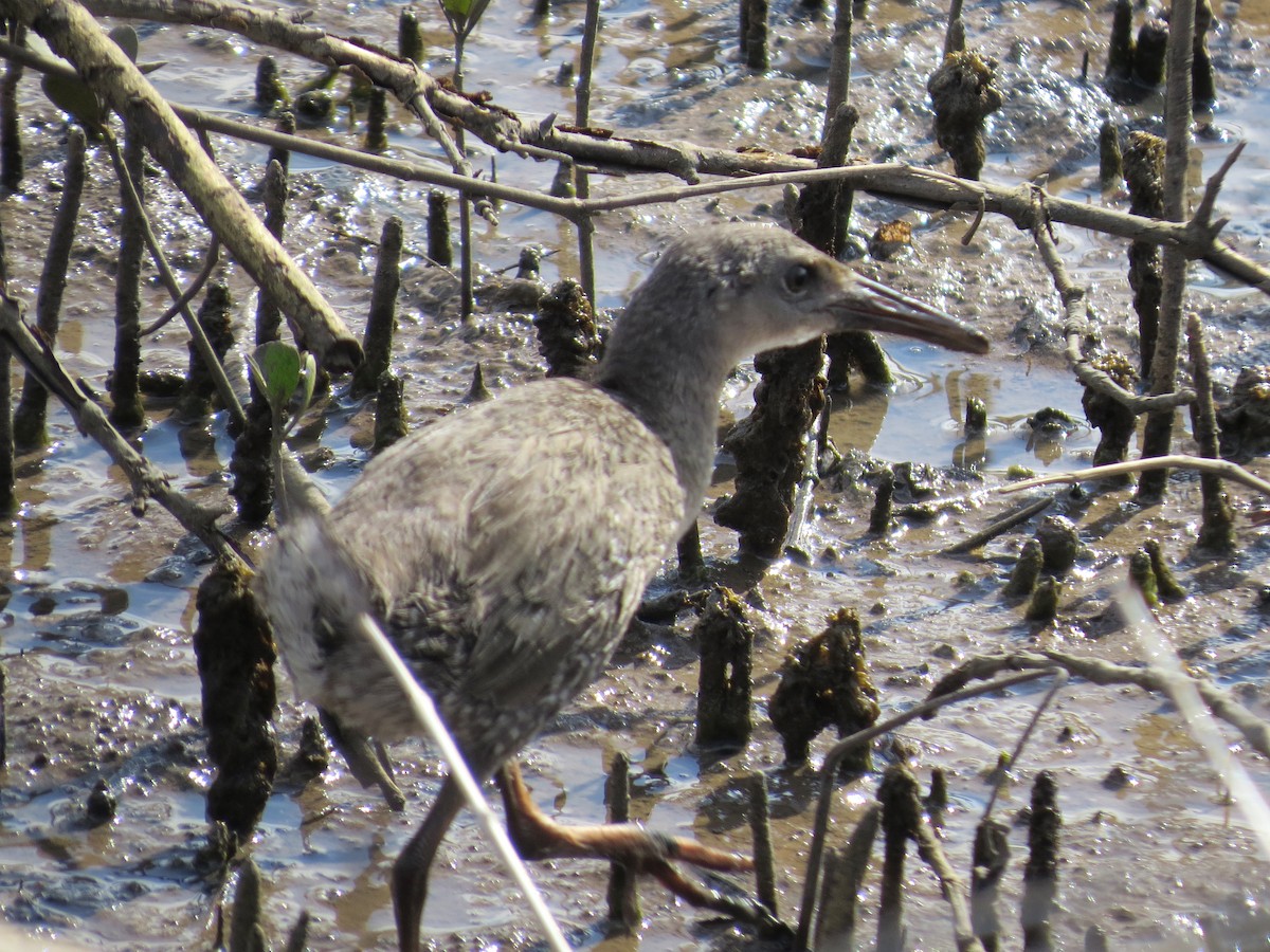 Mangrove Rail (Fonseca) - ML26329891