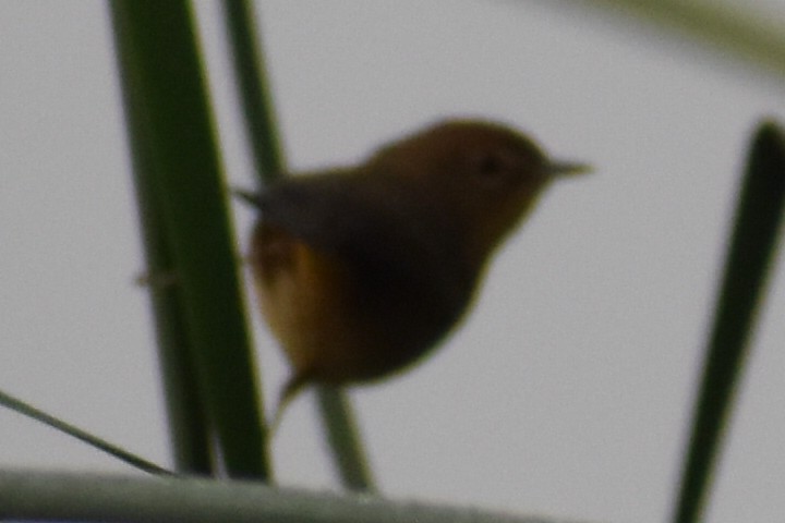 Swinhoe's White-eye - ML263299621