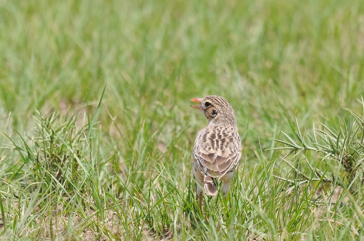 Botha's Lark - Augusto Faustino