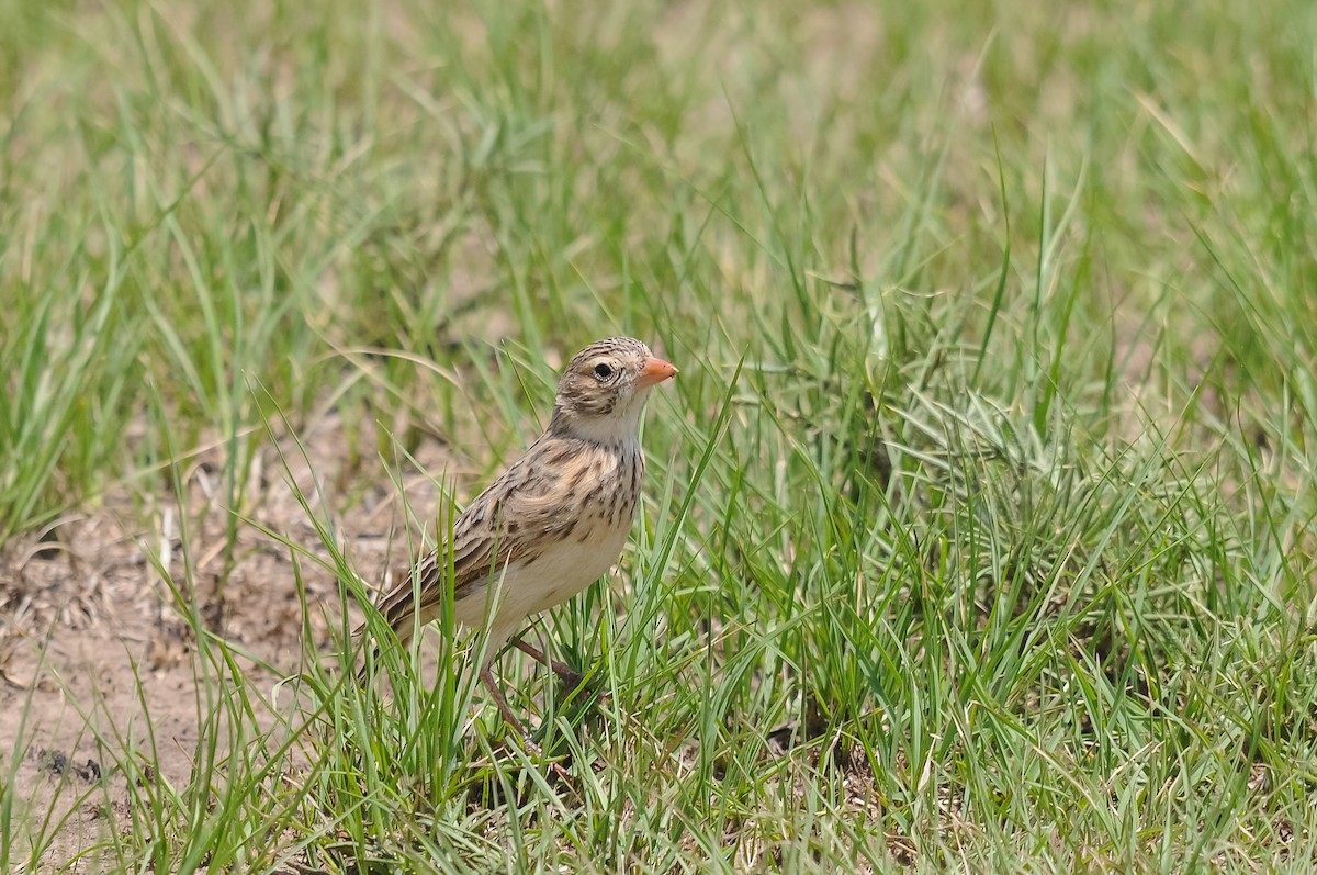 Botha's Lark - Augusto Faustino