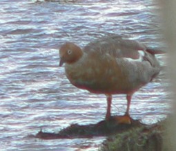 Ouette à tête rousse - ML263300681