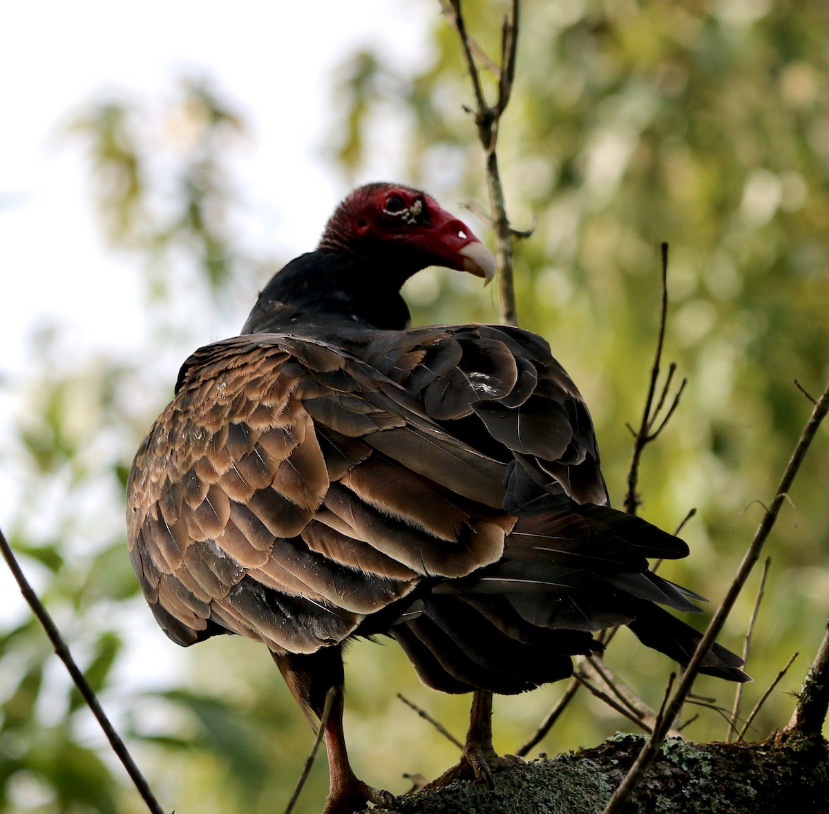 Turkey Vulture - ML263300751