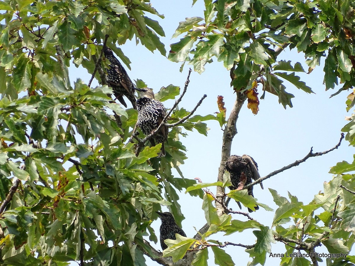 European Starling - ML263301651