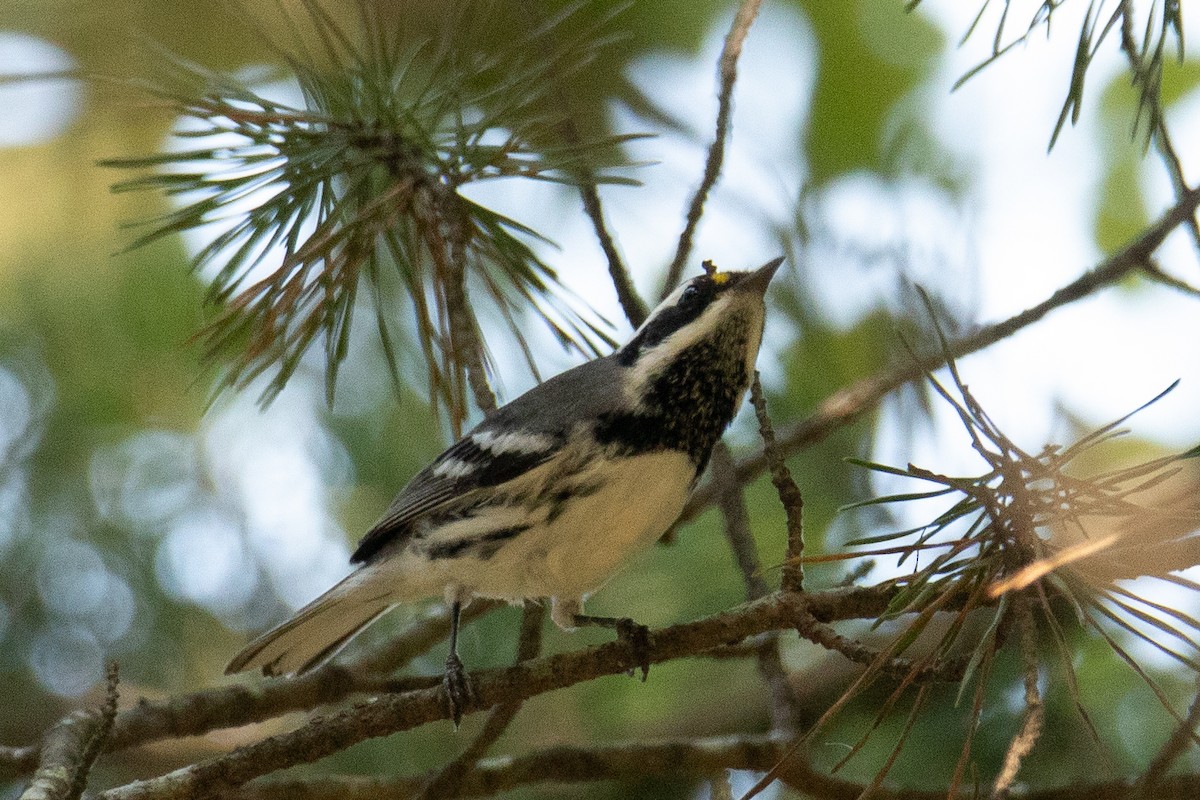 Black-throated Gray Warbler - ML263301971