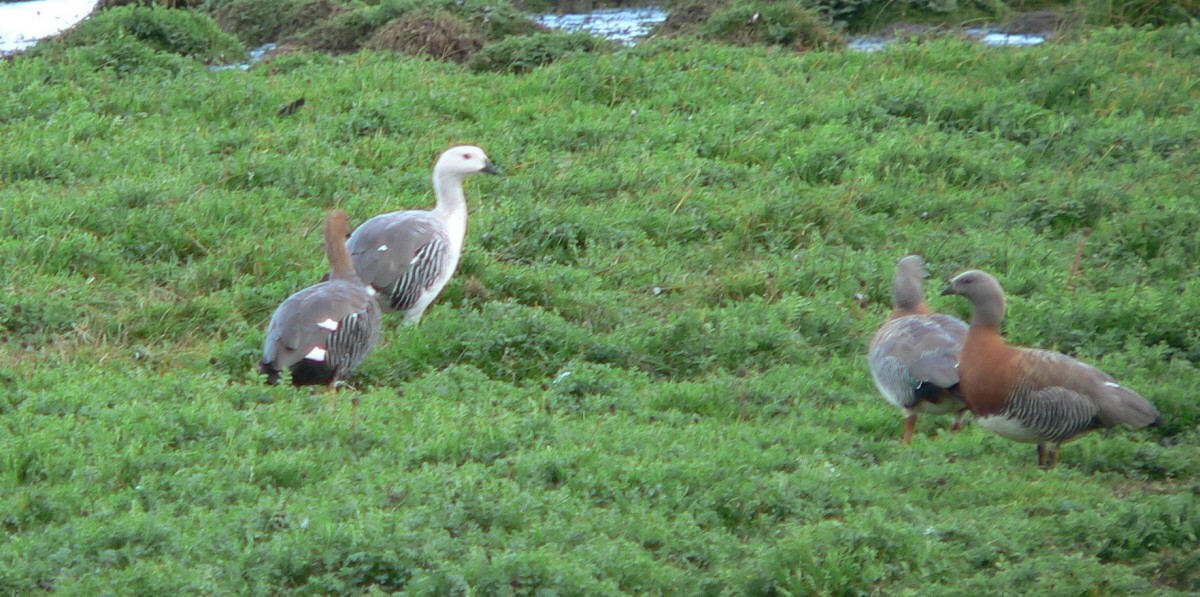 Upland Goose - Adam Kent