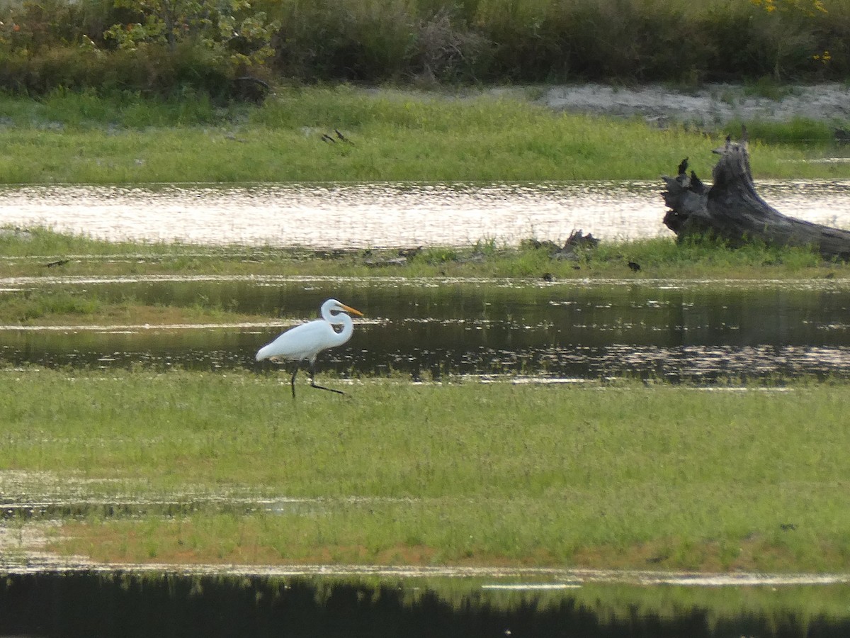 ダイサギ - ML263303141