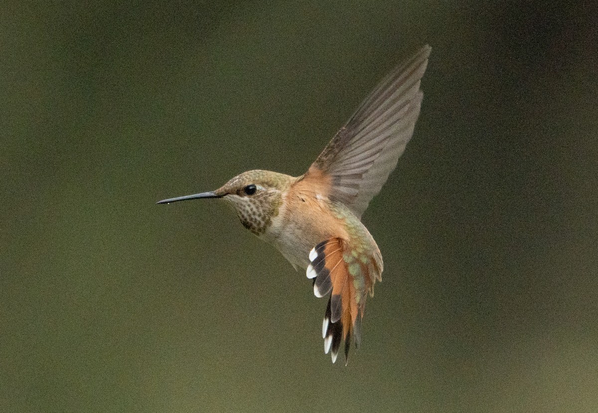 Rufous Hummingbird - ML263303411