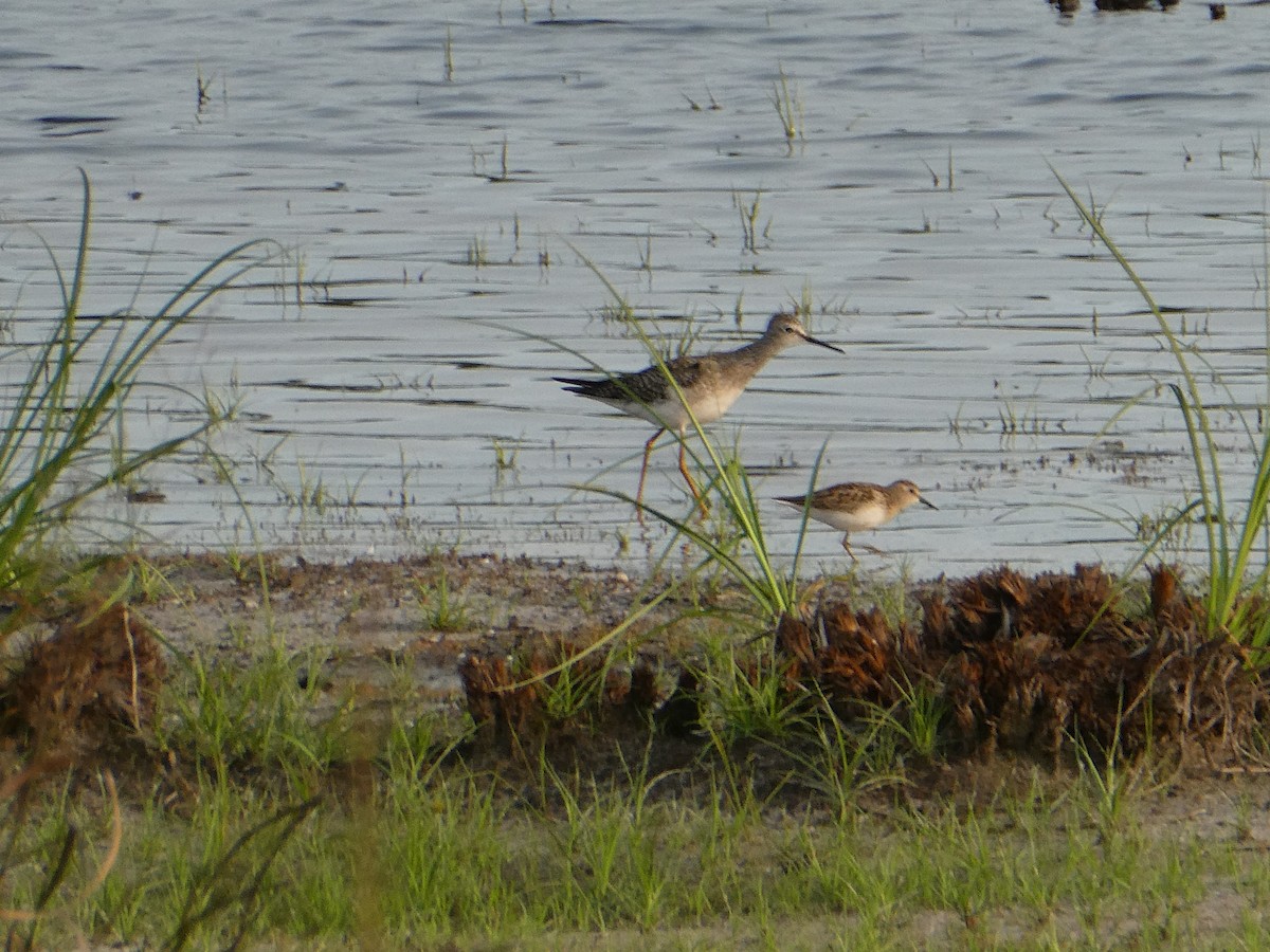 Lesser Yellowlegs - ML263303921