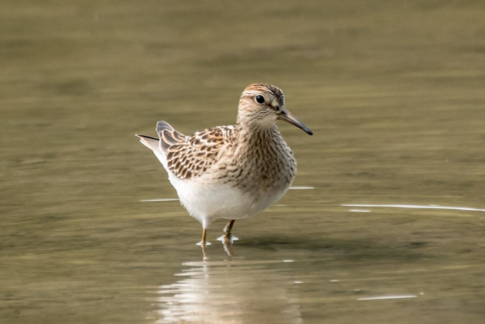 Pectoral Sandpiper - josh Ketry