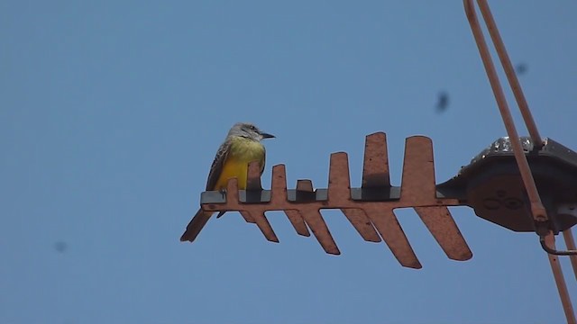 Tropical Kingbird - ML263305301