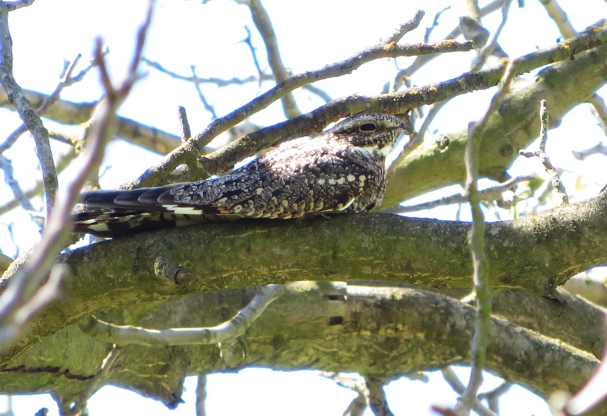 Lesser Nighthawk - ML26330711