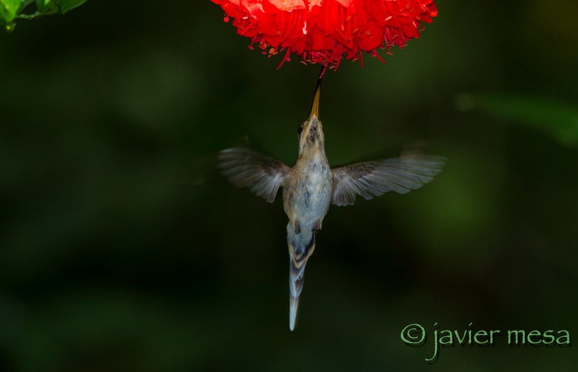 Гвианский колибри-отшельник - ML26330721