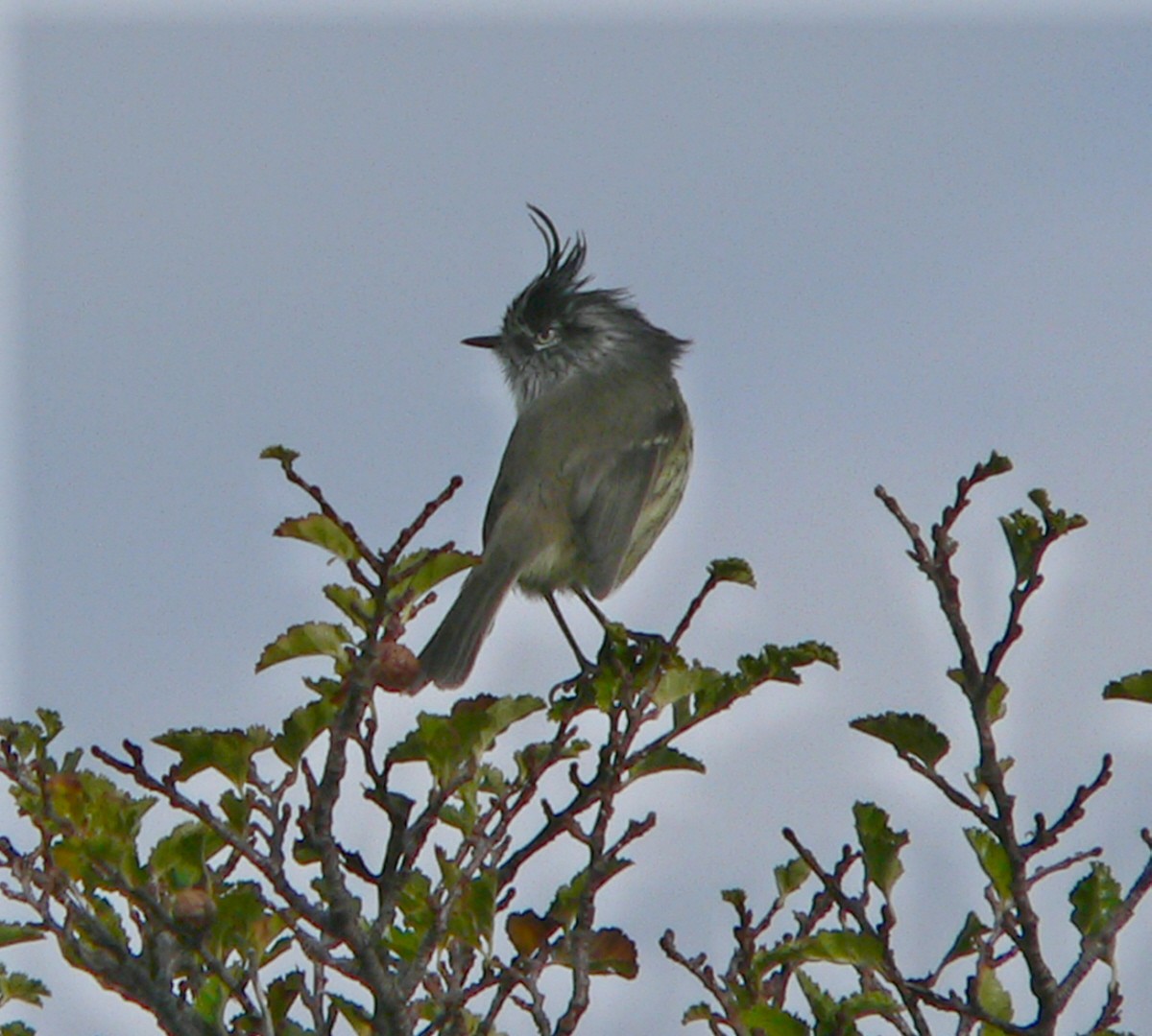 Tufted Tit-Tyrant - ML263307271