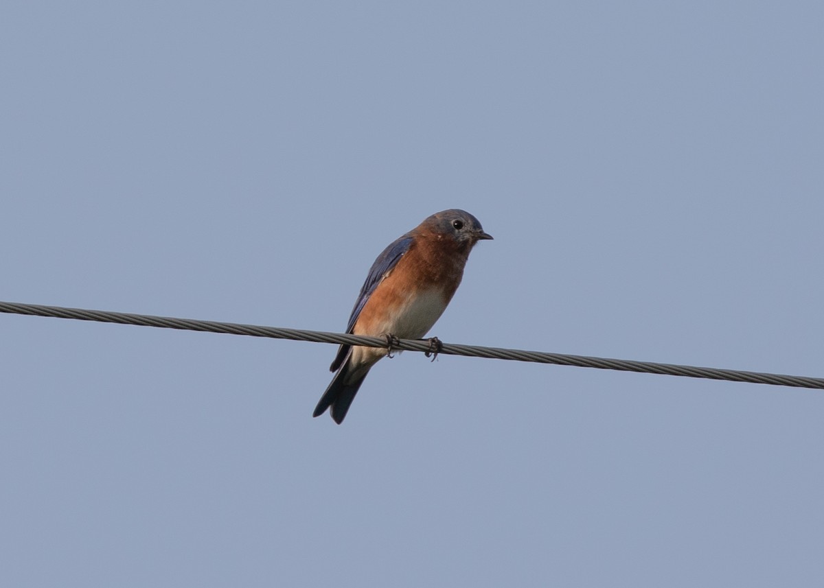 Eastern Bluebird - ML263307851