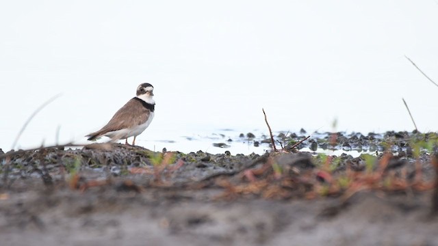 Semipalmated Plover - ML263307881