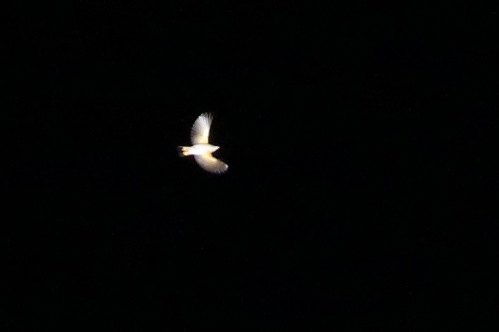 American Redstart - ML263309111