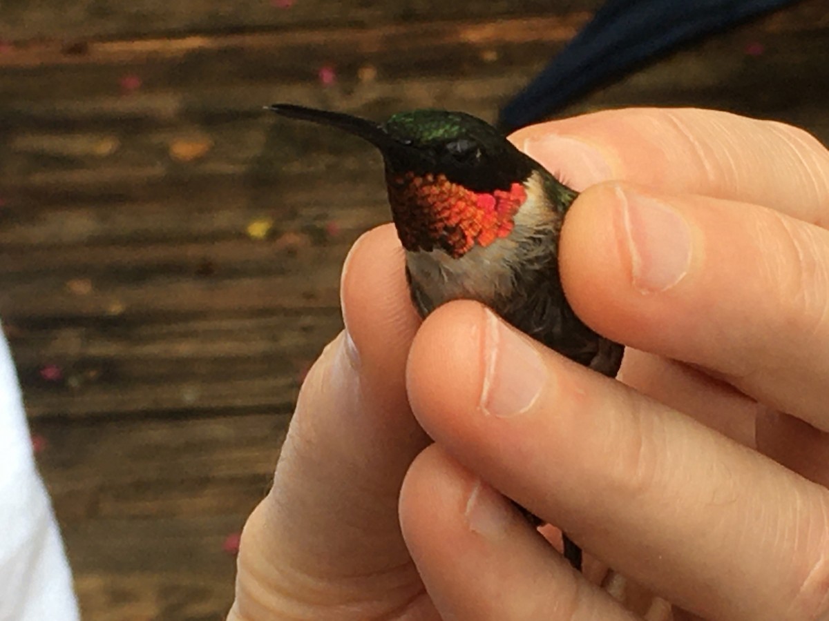 Ruby-throated Hummingbird - ML263309161