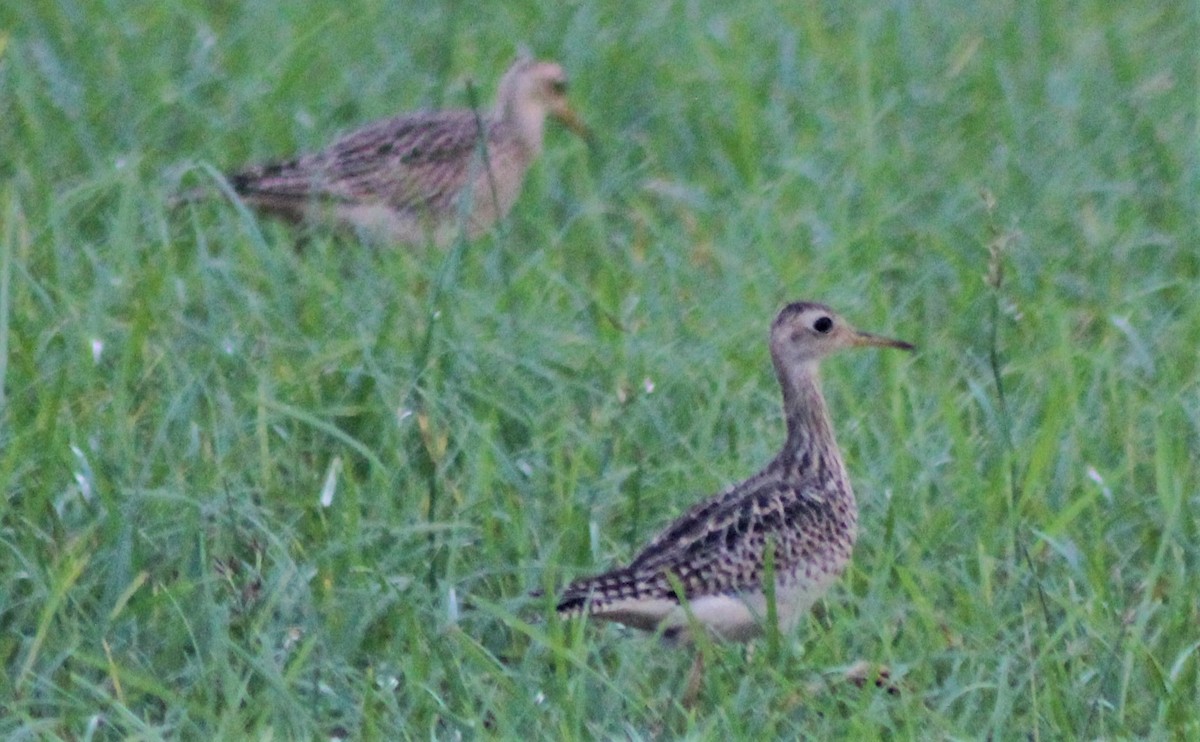 Upland Sandpiper - Nestor Herrera