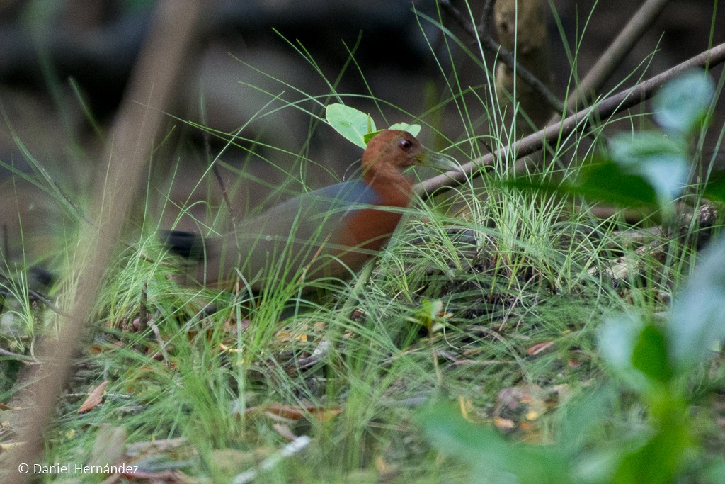 Rufous-necked Wood-Rail - Daniel Hernandez