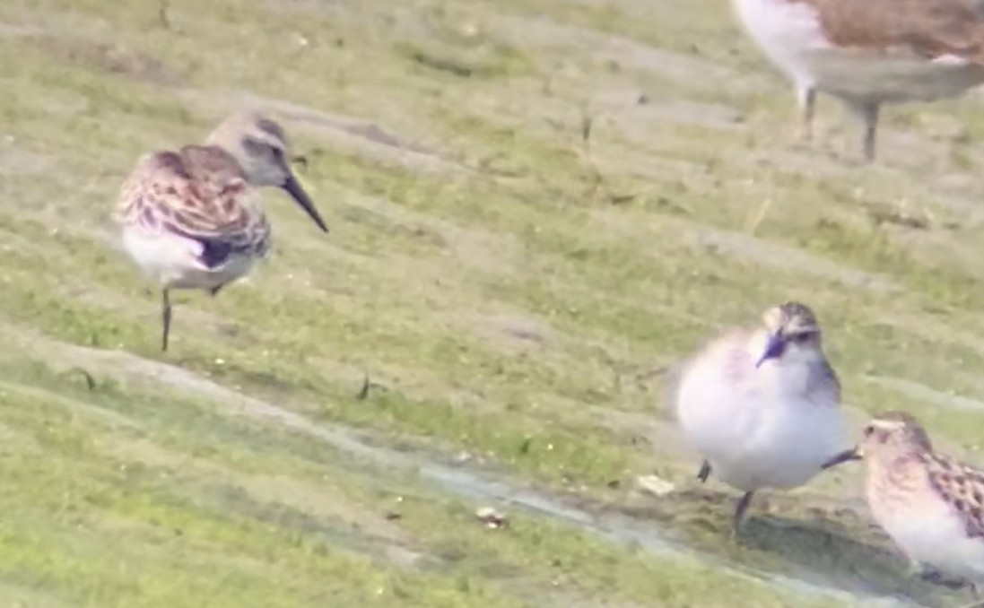 Western Sandpiper - josh Ketry
