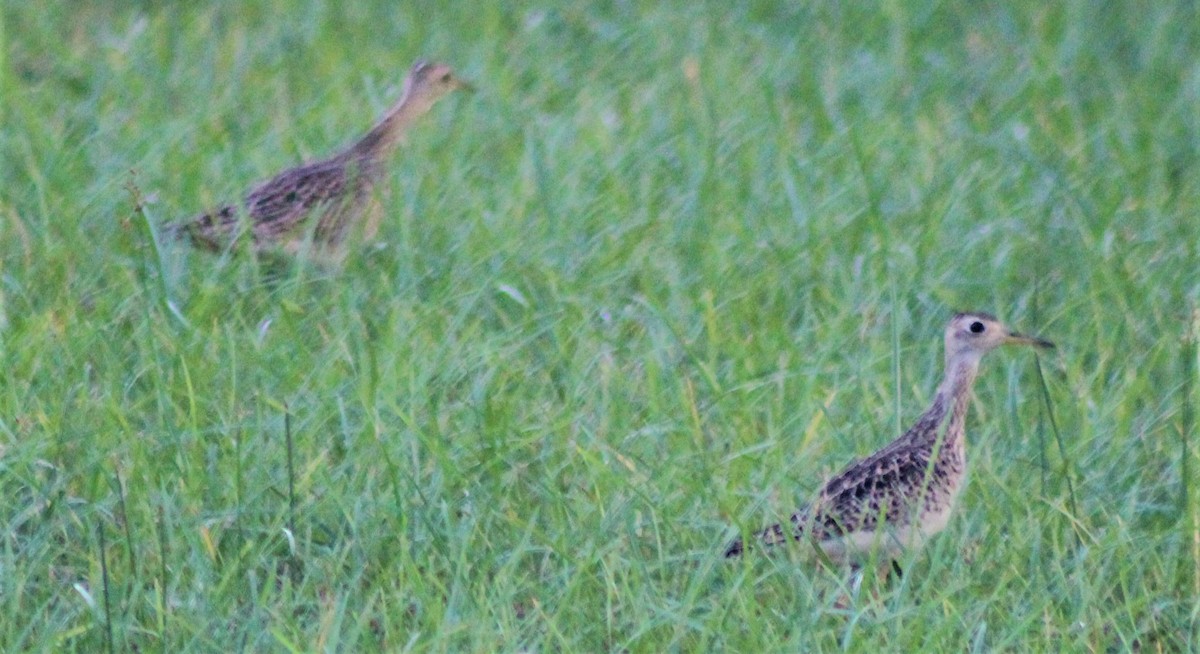 Upland Sandpiper - ML263310331