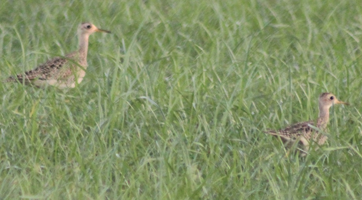 Upland Sandpiper - ML263310341