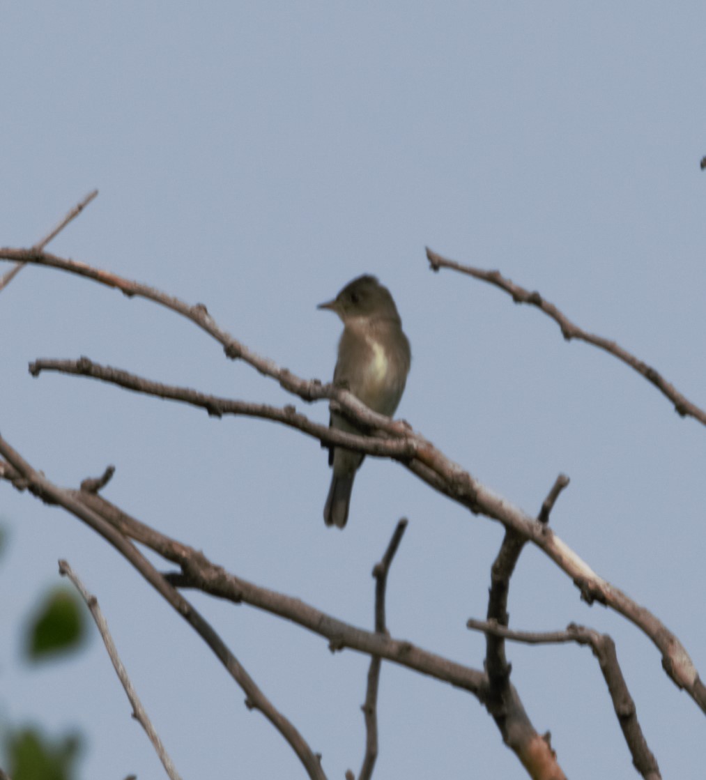 Olive-sided Flycatcher - Sue Riffe