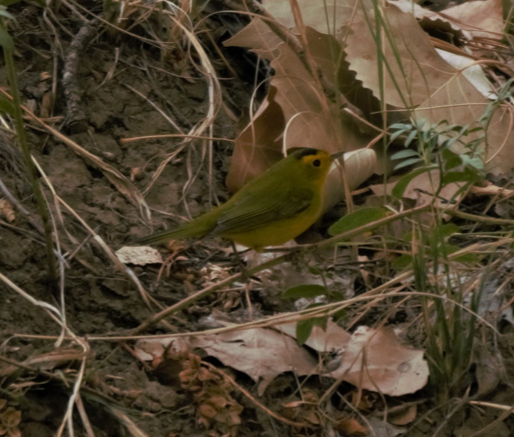 Wilson's Warbler - ML263310581