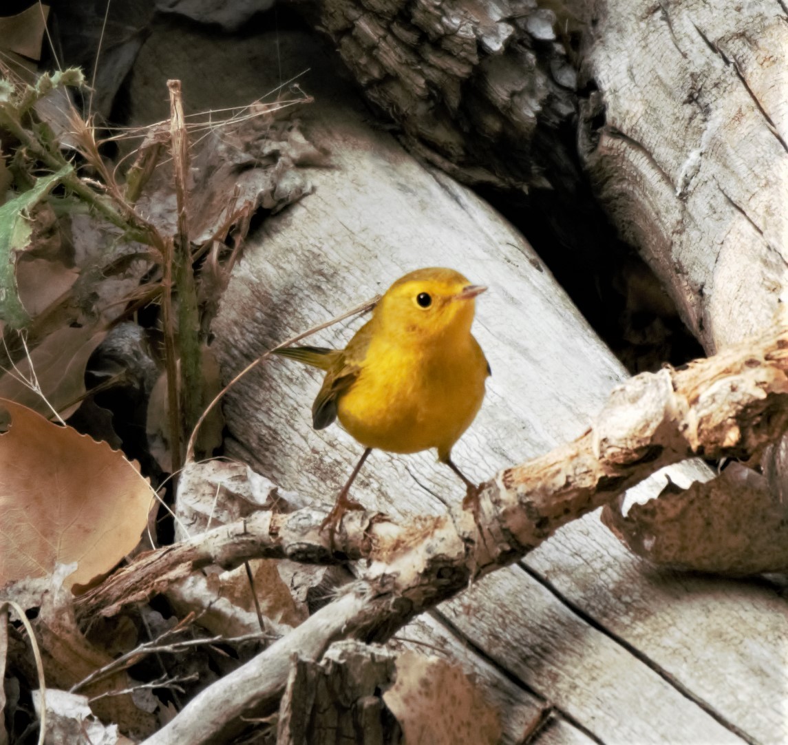 Wilson's Warbler - ML263310601