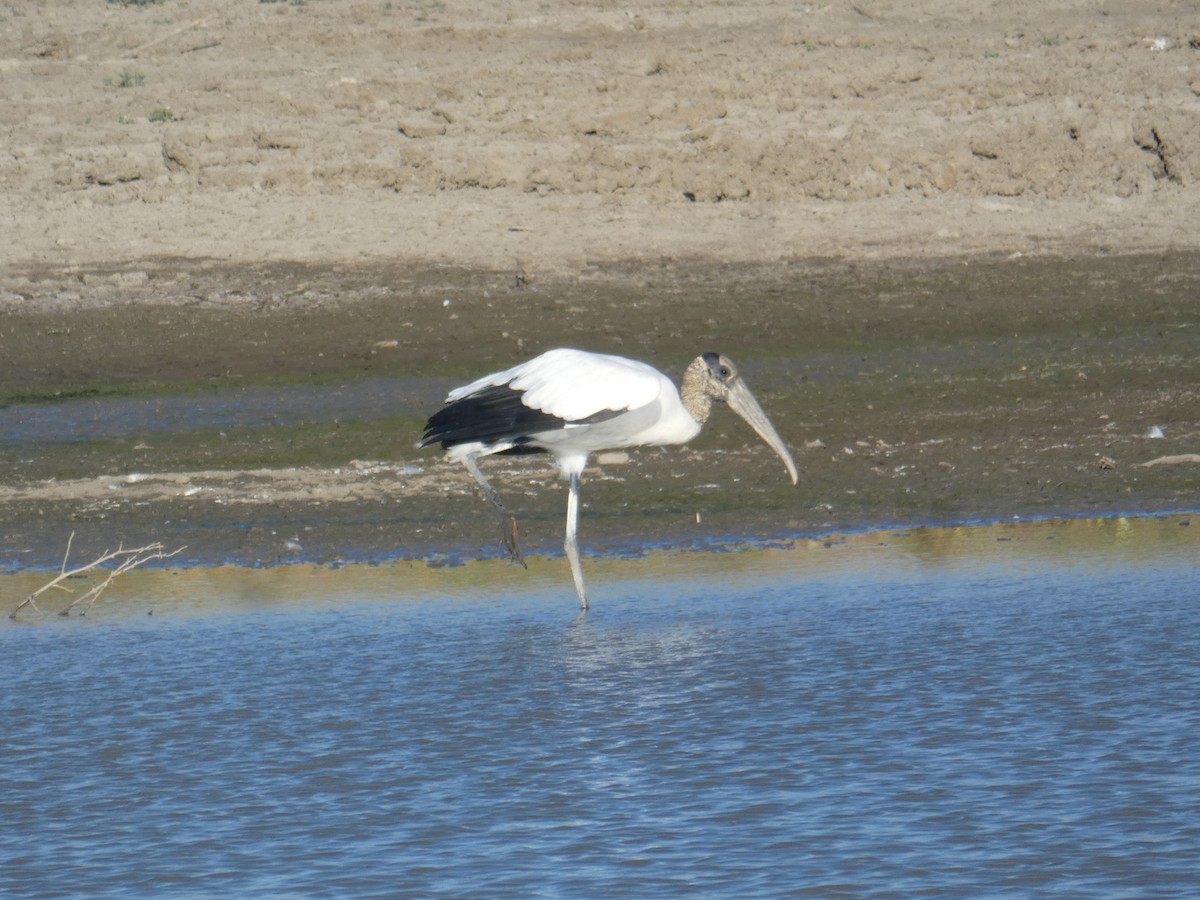 Wood Stork - ML263310981