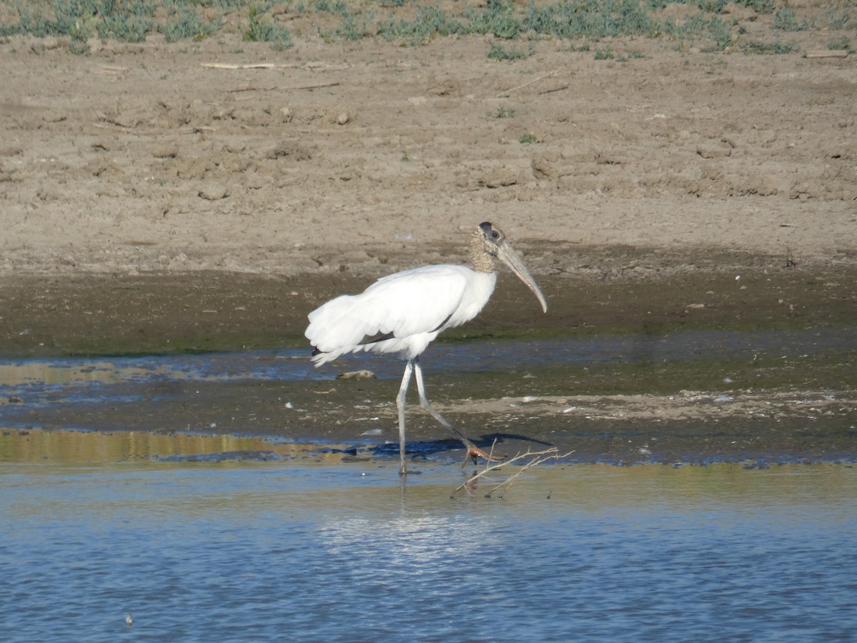 Wood Stork - ML263311011