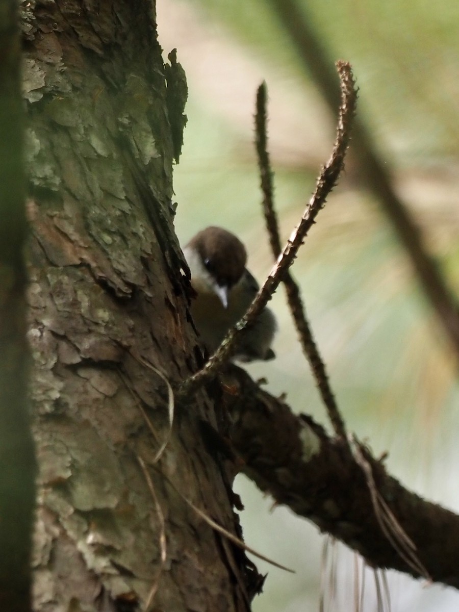 Brown-headed Nuthatch - ML263311081