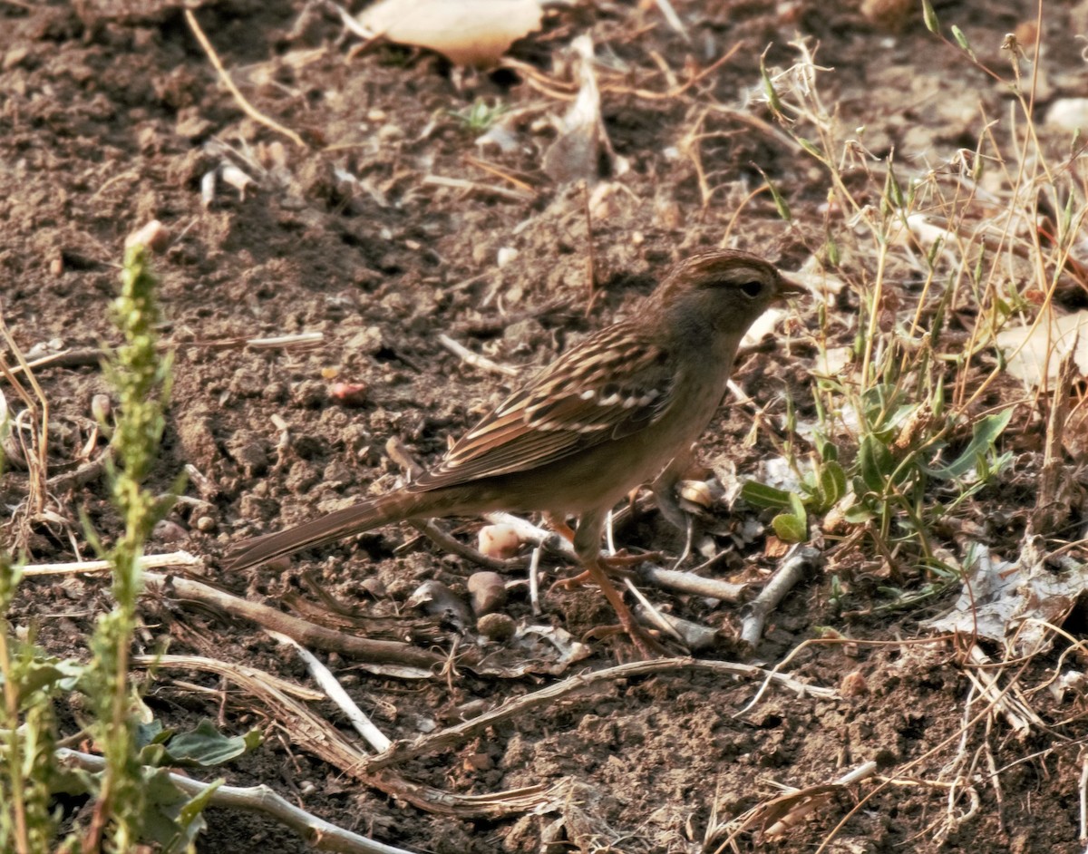 White-crowned Sparrow - Sue Riffe